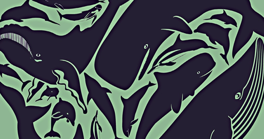 Cetacean Heart