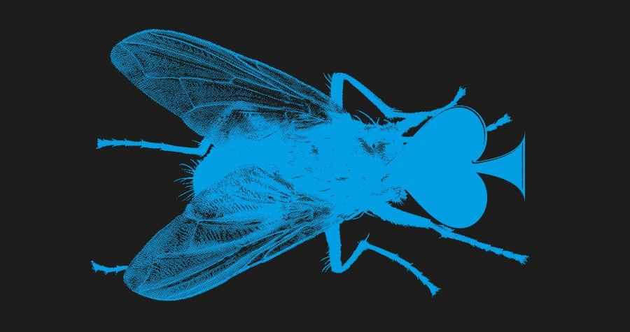 Fly Shit