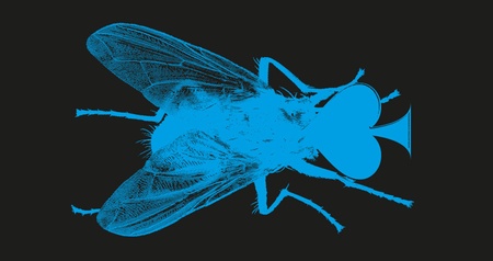 Fly Shit