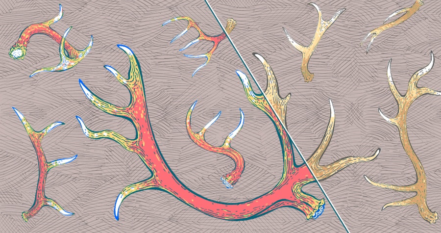Feel the Antler-Glow