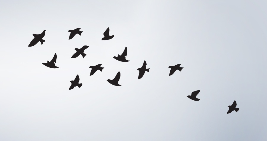 Time to soar