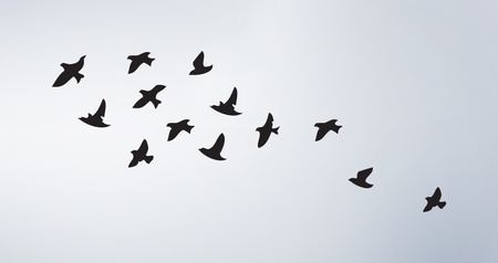 Time to soar
