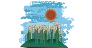 Cash Crop