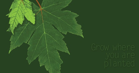 Grow where you are planted.
