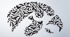 Image representing Birds of Prey