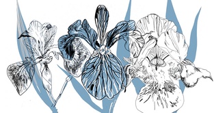 Blue Iris